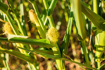 Corn Husk 