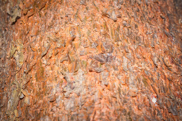 Tree bark close up texture background
