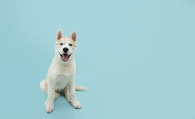 Portrait siberian husky puppy dog sitting with a happy expression. Isolated on blue background.