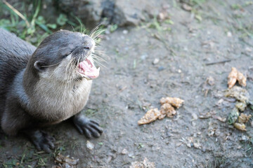 A Close Up Of An Otter With Its Mouth Open