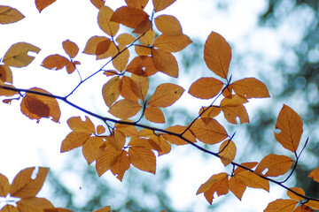 Yellow and orange leaves over the blue sky during the autumn time. Cloudy peaceful blue sky. 