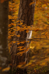 Colorful vibrant deep autumn woods in the daytime with no people around. Yellow and orange leaves on the trees.