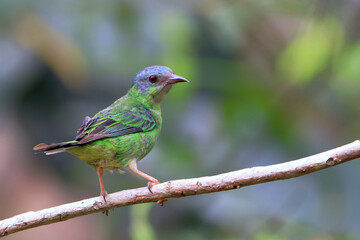 Obraz premium female of a Blue Dacnis (Dacnis cayana) perched on a branch