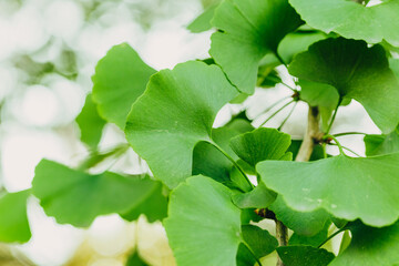 Close-up brightly wet green leaves of Ginkgo tree (Ginkgo biloba), known as ginkgo or gingko in soft focus against background of blurry foliage.
