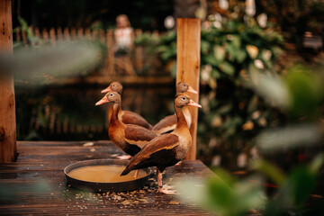 
Gruppe von braunen Enten (Anatidae), Seitenansicht