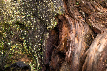 Tree bark close up texture background
