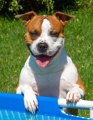 American Stafordsire Terrioer on sonne