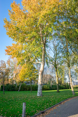 Grey poplar (Populus canescens) with autumn leaf colors in a park