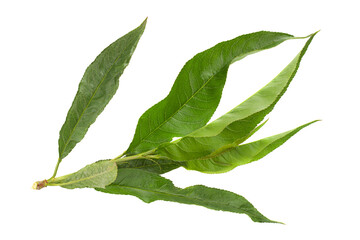 Obraz premium Peach bunch leaf closeup