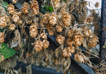 Dried brown hops growing close-up in autumn on a metal frame.