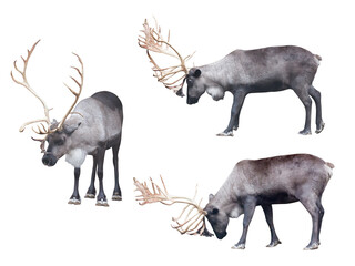 three reindeers isolated on white