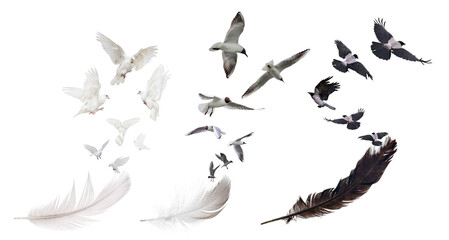 different birds flying from large feathers