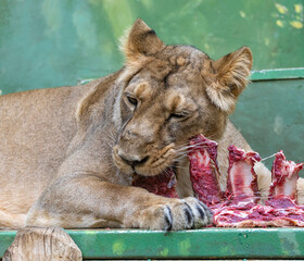lioness at a snack