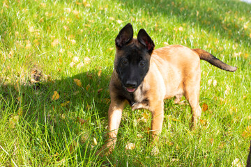 belgian shepherd puppy