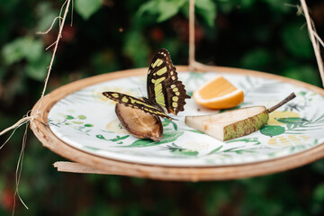 mariposas sobreflores