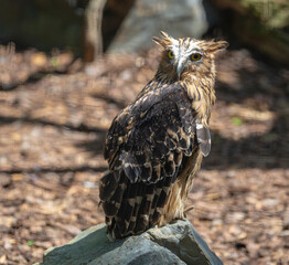 Common otter in the zoo