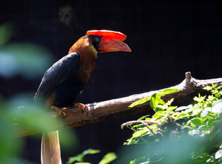 yellow billed toucan