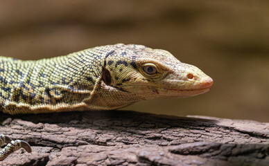 bearded dragon lizard