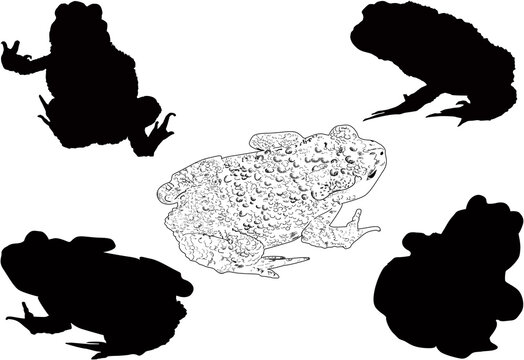 Five Frogs Isolated On White Background