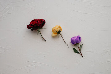 roses forming the spanish republican flag on white textured background