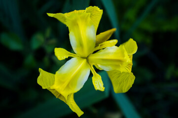 Yellow Iris flower, closeup shot