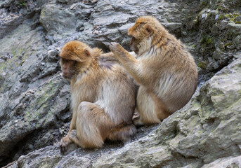 monkey while picking fleas