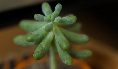 Closeup to a succulent plant