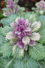 Flowering or ornamental kale Cabbage Latin name Brassica oleracea species with drops of morning dew.