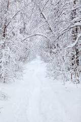 Snowy pathway is in winter forest, snow covered branches of trees, nobody