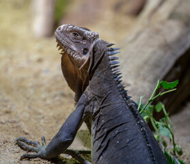 iguana