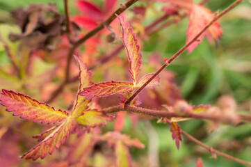 red leaves on a Bush, autumn background vegetation