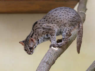 close up of a cheetah