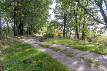 Fototapeta premium forest path in spring, road in the forest in summer, forest path for walking