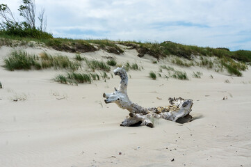 Snag on the sea sand. Sandy beach and beautiful wooden snag.