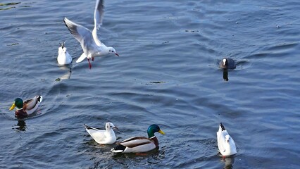 ducks in the lake