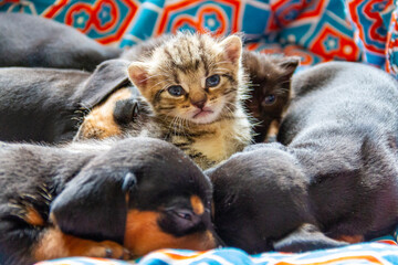 kitten and dogs