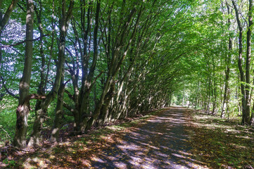Forest Trail. A road in the woods. A forest alley. Old beautiful trees.
