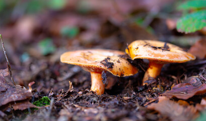 Saffron milk cap in the forest. Forest mushrooms in natural surroundings. Autumn mushrooming. Shallow depth of field.