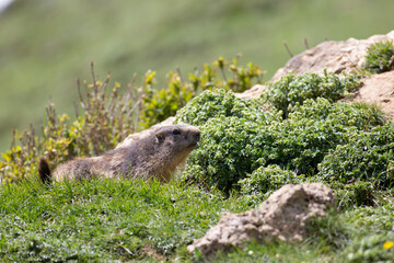 Marmote Termignon