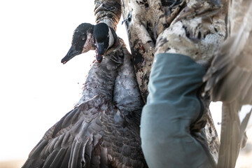 Waterfowl Hunting