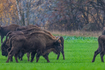 Fototapeta na wymiar impressive giant wild bison grazing peacefully in the autumn scenery