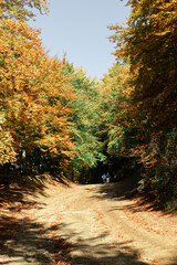 Couple walking on the forest road this autumn season