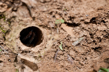 Trapdoor spider (Nemesia sp.), Liguria, Italy