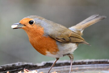 Robin eating a seed