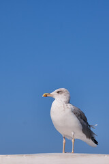 a sea gull over the background of the blue sky.