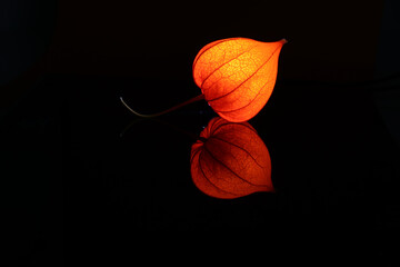 physalis orange flower on black background