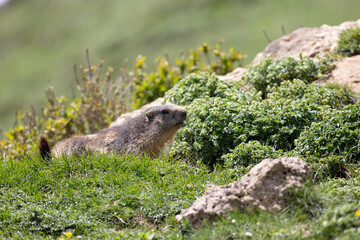 Marmote Termignon