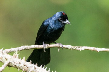 Beautiful black tropical bird on green Atlantic Rainforest tree branch