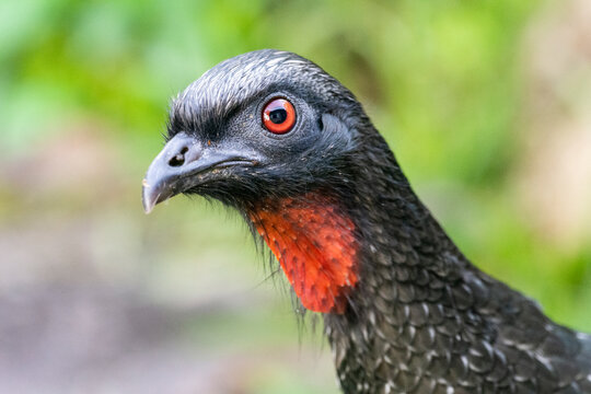 Beautiful black tropical bird with red throat on green raniforest