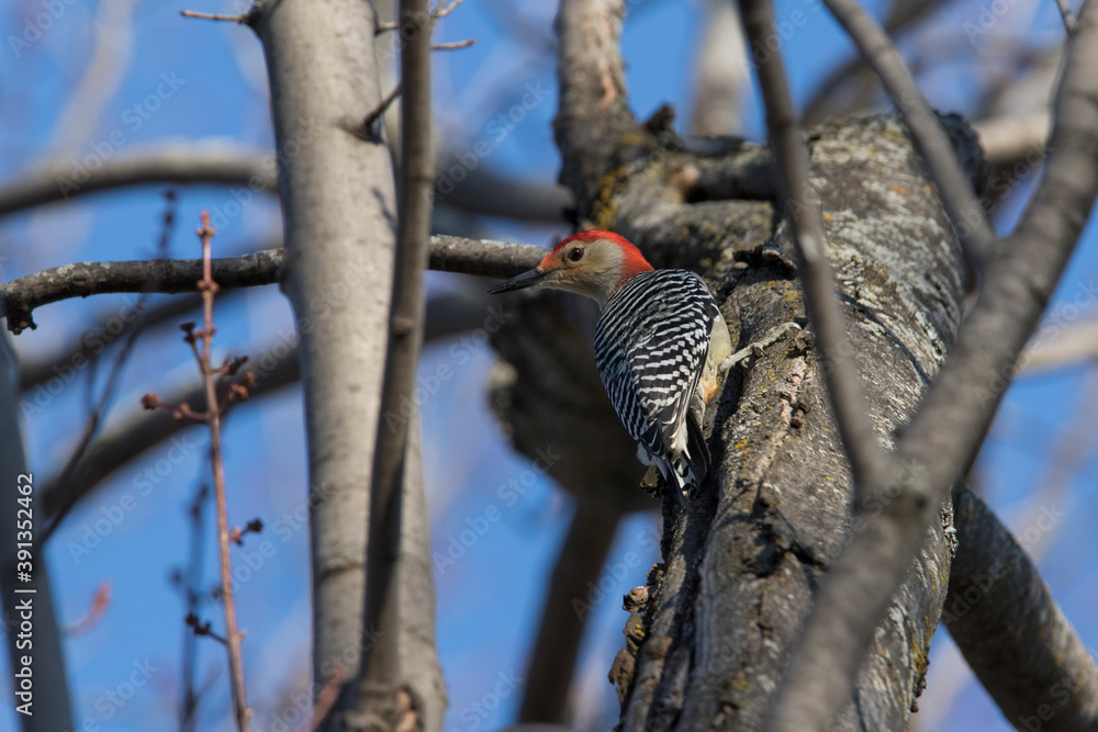 Wall mural  Male red-bellied woodpecker in autumn